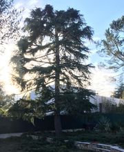 Danielou Elagage image 11