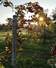 Apfelhof Wegener Bild 2