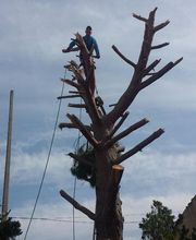 Sannier David Espaces Verts image 14