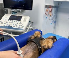 Riviera Vet image 3