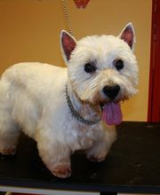 AU TOUTOU MARANS image 16