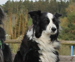 Hundeschule Guggisberg Bild 2