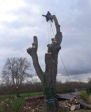 Arbres Verts Outters Outters Xavier image 4