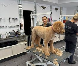 Doggrooming Ramstein Bild 2