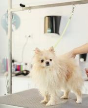 Mökai Mascotas imagen 14