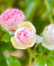 Maison Ardure image 1