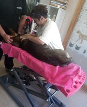 Mon Chien Mon Ami Sarl image 8