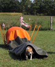 Hundeschule RolfsRudel  Rolf Matar Bild 2