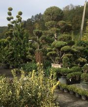 Pépinière Côté Jardin image 18