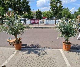 Ingo Salzmann Blumen und Mehr Bild 12