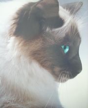 Joubert Patricia image 4