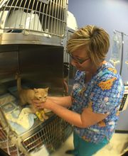 The Pet Doctor - O'Fallon image 7