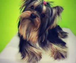 DogShine image 4