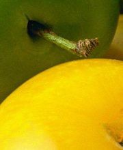 Blanco Diego, M. imagen 1