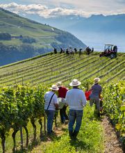 PROVY Promotion des vins Bild 4