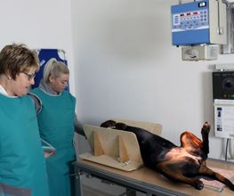 Dr. Friederike Tunkel Fachärztin f. Kleintiere Bild 6