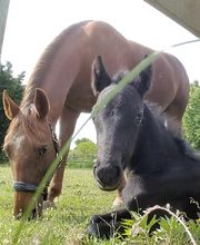 Écuries De La Mône image 4