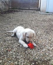 Clinique Vétérinaire Des Piedalloues image 4