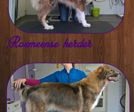 Doggy Haarmode