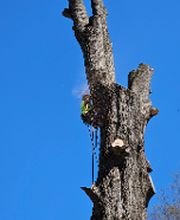 Atlantic Tree Services image 1
