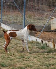 Elevage de L'étang Du Vert image 12