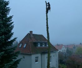Baumdienst Harzer Bild 4