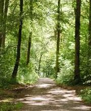 FriedWald Schwaigern Bild 1