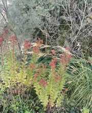 Wildpflanzengärtnerei Flora di Berna Bild 6