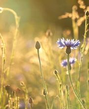 Toppharm Murifeld-Apotheke Bild 5