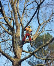 Entre mille branches image 3