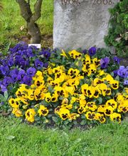 Friedhofgärtnerei Köniz Bild 1