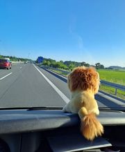 Die Umzugslöwen De Moll Bild 3