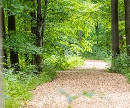 Die Hauptwege im FriedWald Borchen-Nonnenbusch sind gut begehbar.