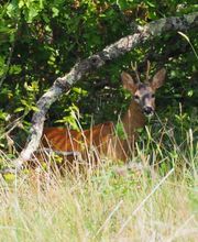 Le Village Du Champ image 2