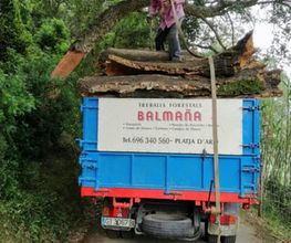 treballador_treballant_camio_llenya_balmanya.jpg