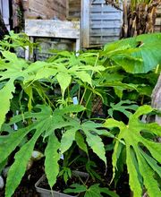 Pépinière des Aspres image 20