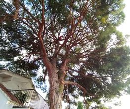 limpieza-pinus-cambrils.jpg