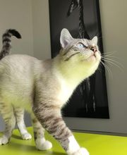 Cabinet Vétérinaire de Vésenaz Bild 6