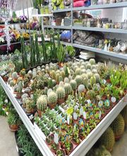 Arbres Et Fleurs Vitry image 6