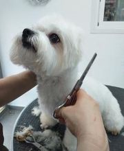 Piolcan Adiestramiento Canino y centro de formación imagen 2