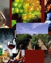Vignobles Gillet image 2