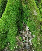 Rites des Bois image 4