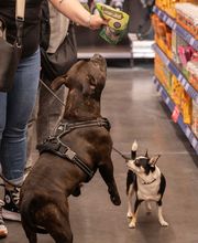 Tom&Co Saint Maximin image 8