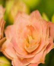 Desbats Laure image 1