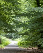 FriedWald Cuxland Bild 1