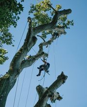 L'Arbre En Bois image 14