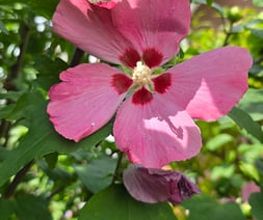 Hausmeisterservice & Gartenstyling Bild 5