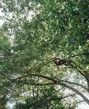 Top Tier Trees image 2