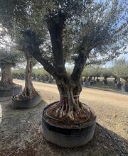 Royal Palm Aix image 16