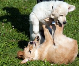 Happy-Dog-School Bild 2